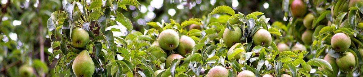 Verein für Garten- und Landschaftspflege Übersee e.V.